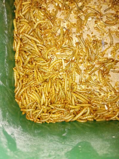 mealworm