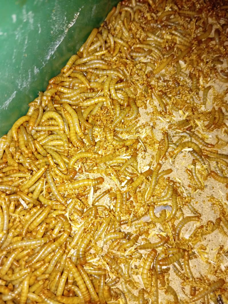 mealworm 1