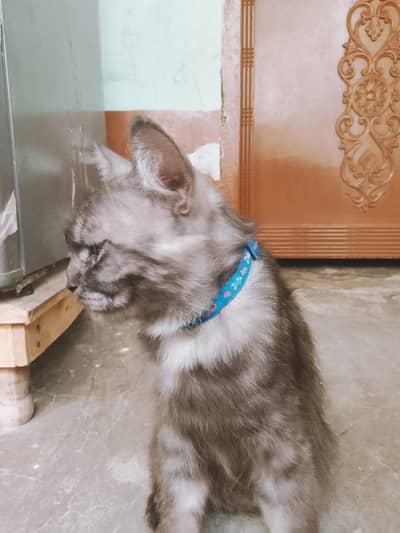 Royal Double Coat Persian Cat Fluffy Persian Beauty