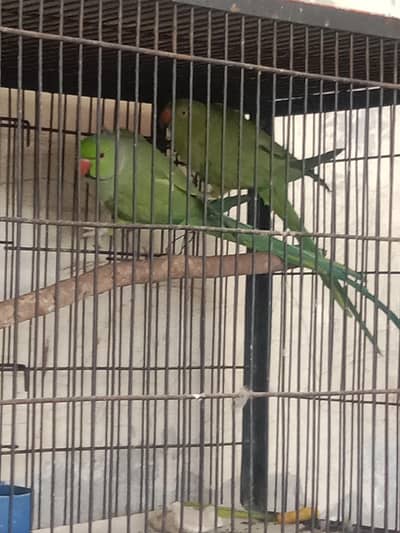 green ring nack