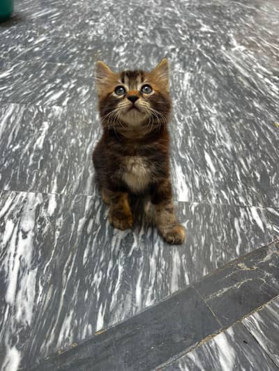 available on adoption