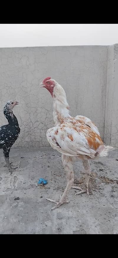 aseel patha  for sale in lahore Whatsapp 03234266704