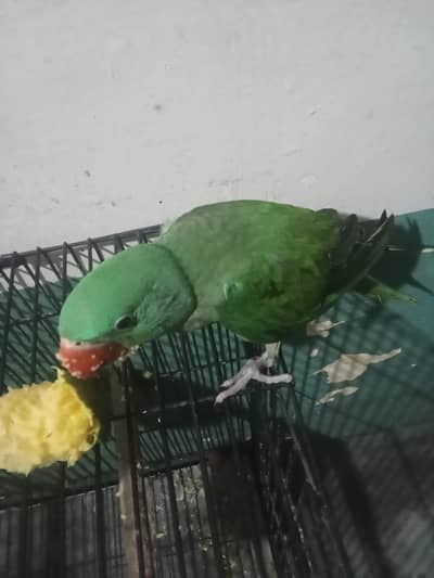 kaahmri raw male