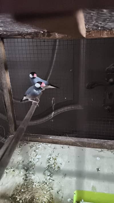 Grey Dove pair with three portion cage for sale