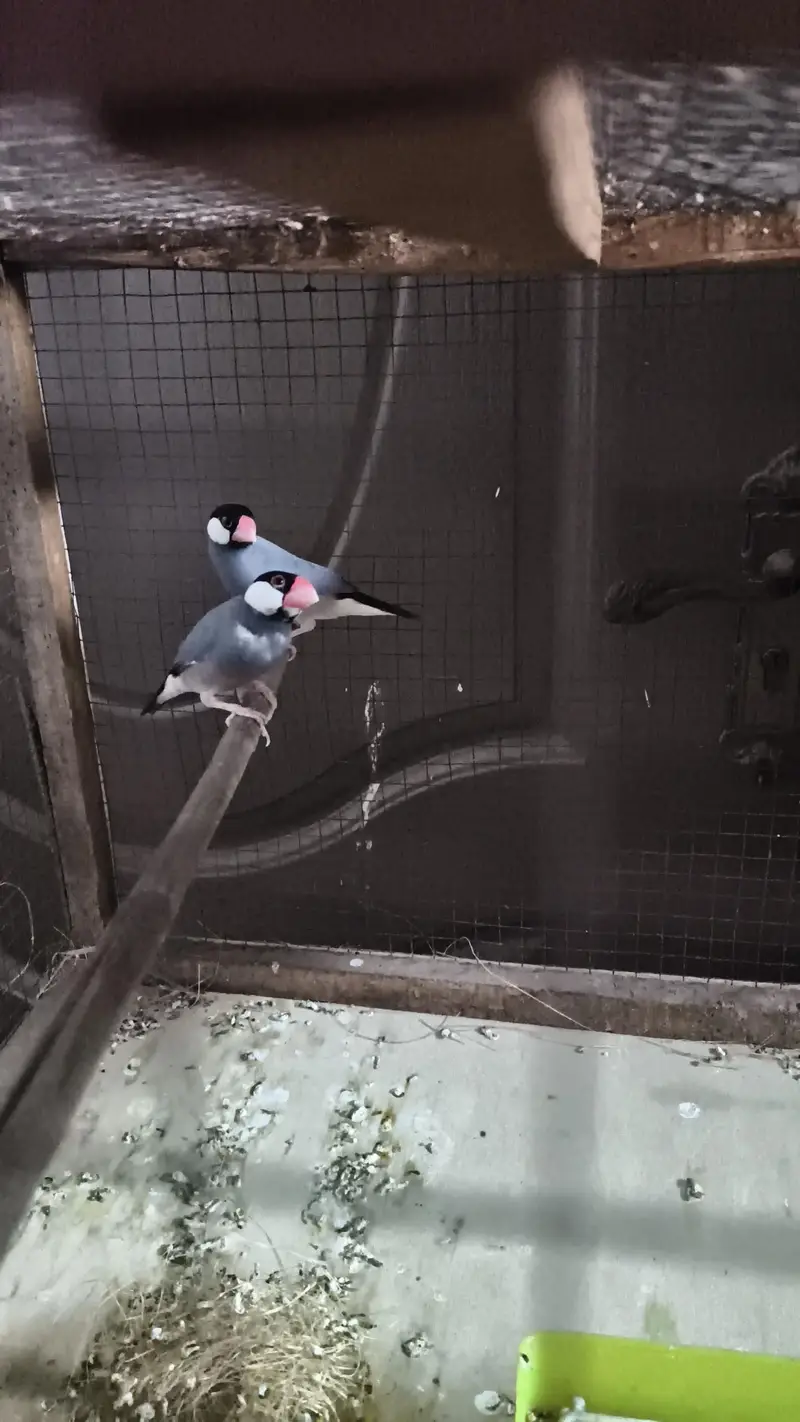 Grey Dove pair with three portion cage for sale