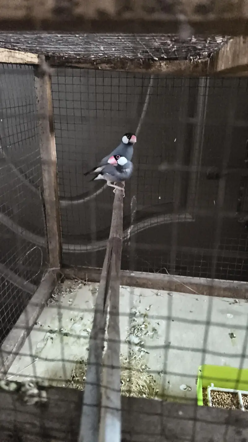 Grey Dove pair with three portion cage for sale — photo 2