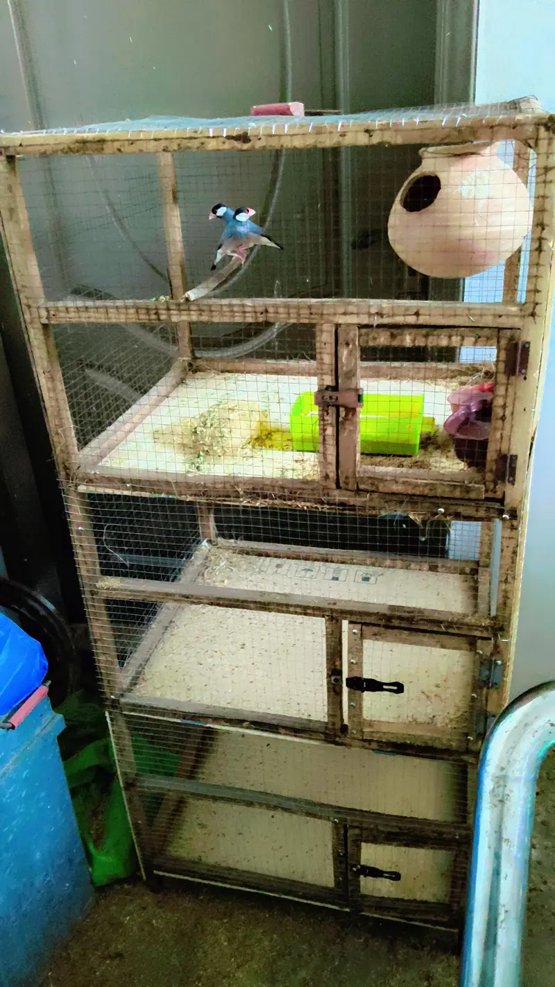 Grey Dove pair with three portion cage for sale — photo 3