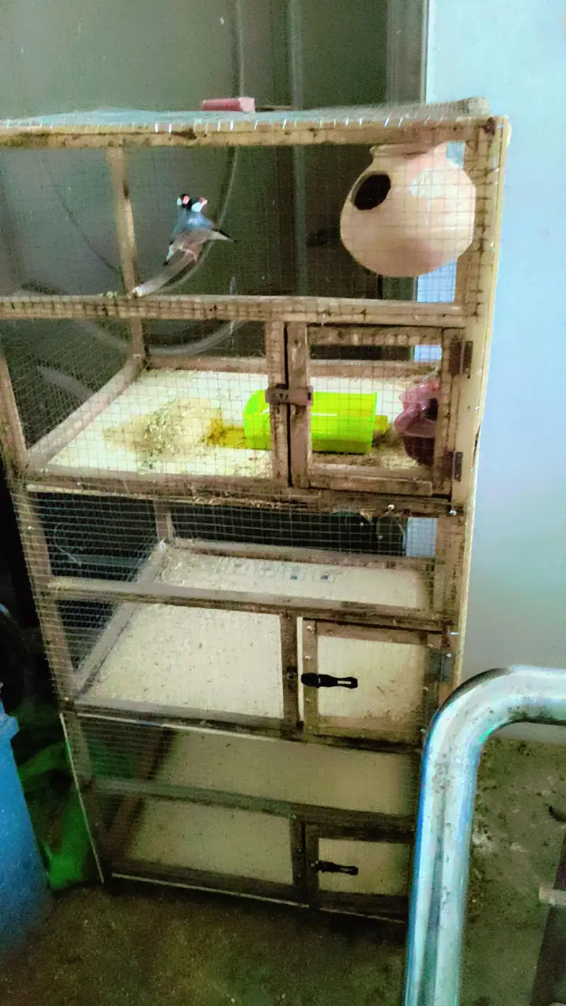 Grey Dove pair with three portion cage for sale — photo 4