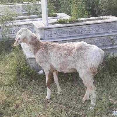 dumbi for sale