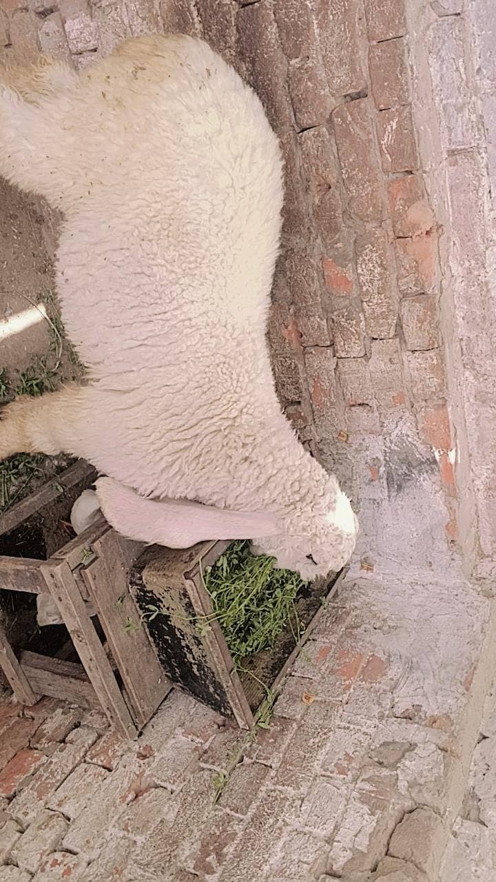 kajla 1
