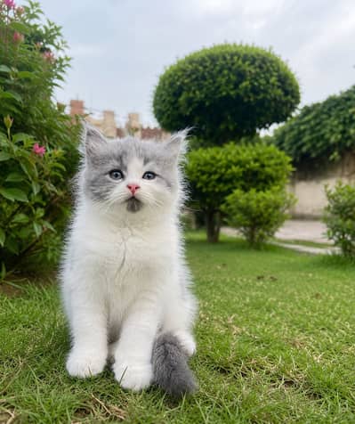 Pure persion breed