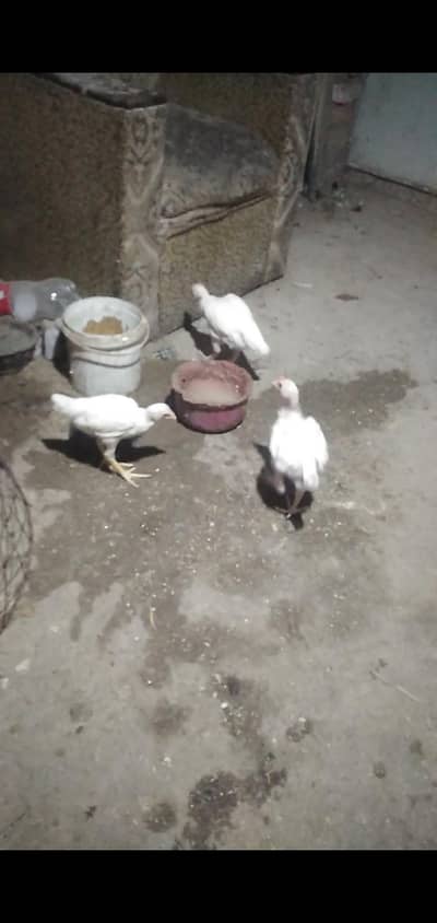 Heera chuza for sale per peace 3500