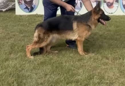 German Shepherd Male available