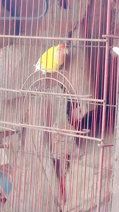 love bord
