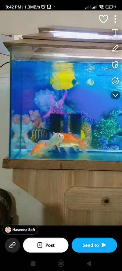 Aquarium for Sale With Fishes and Accessories