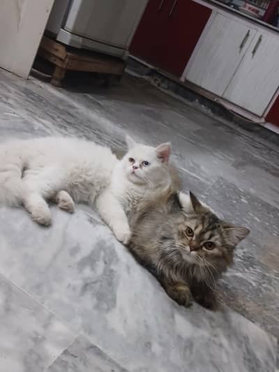 persian cats pairs