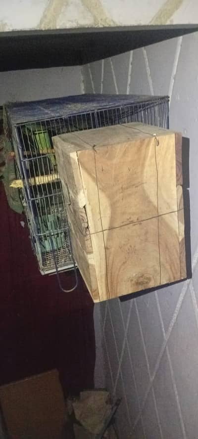Ring Neck Breeder Pair And Cocktail Breeder Pairs and hand tame chicks
