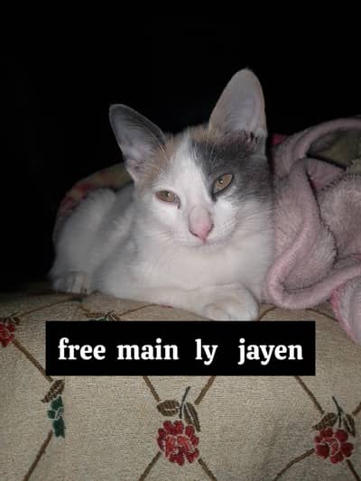 beautiful cat free main lay jayen