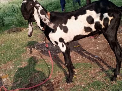 breeder bakra for bakri