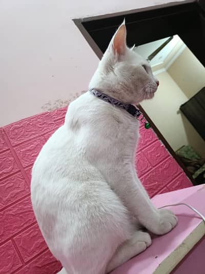Fully trained cats + vaccinated beautiful golden eyes