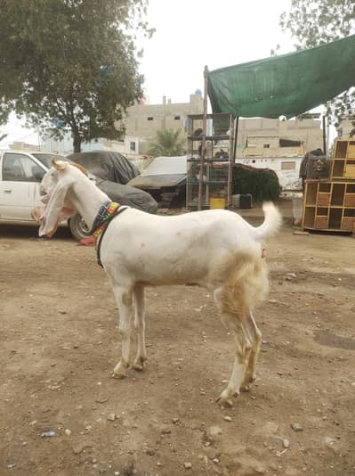 bakri for sale