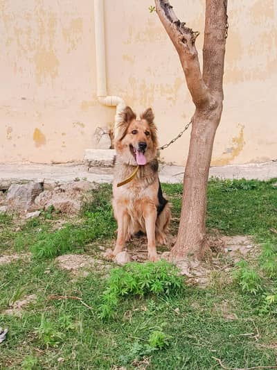 urgent dog for sale