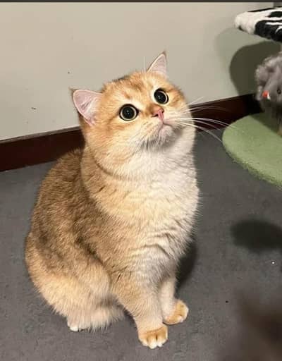 British short hair cat