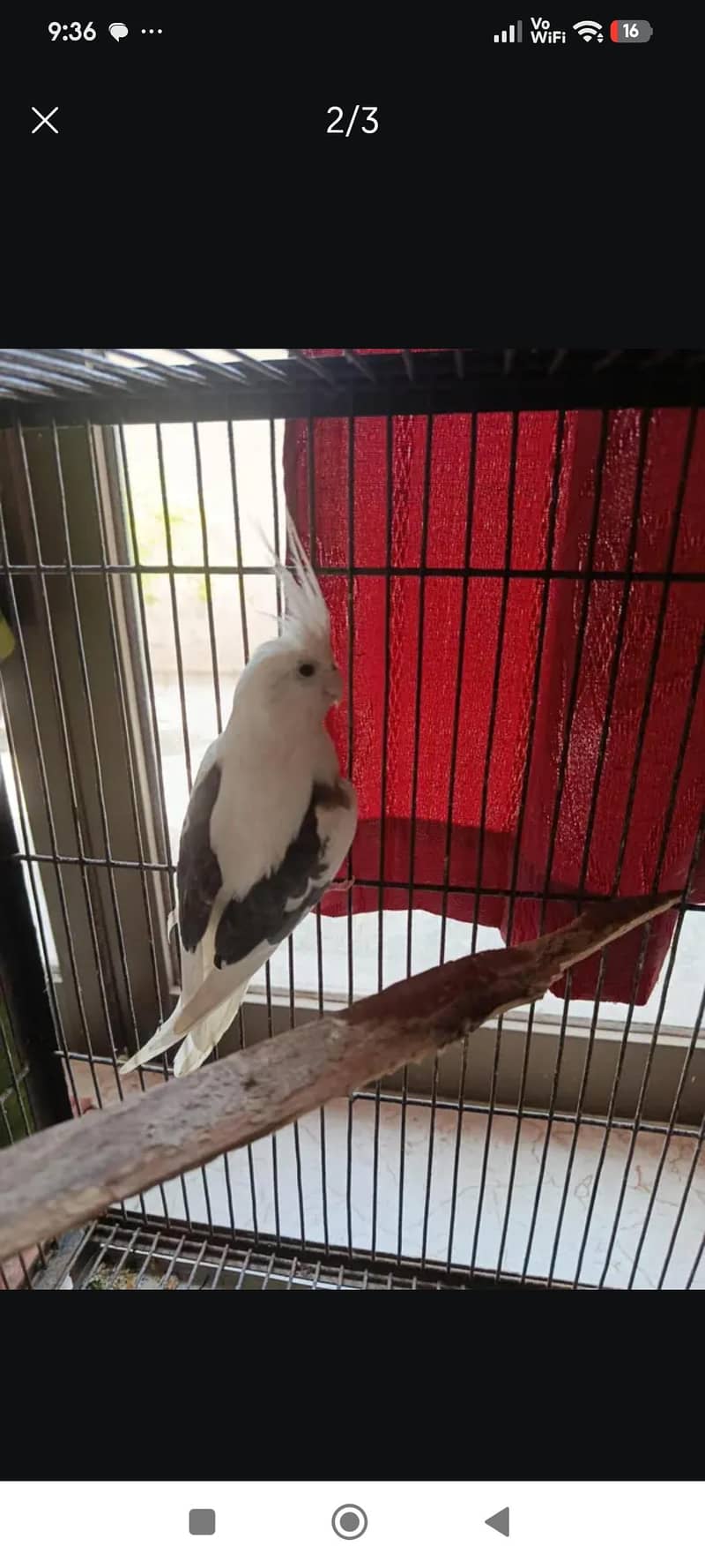 breading pair 1