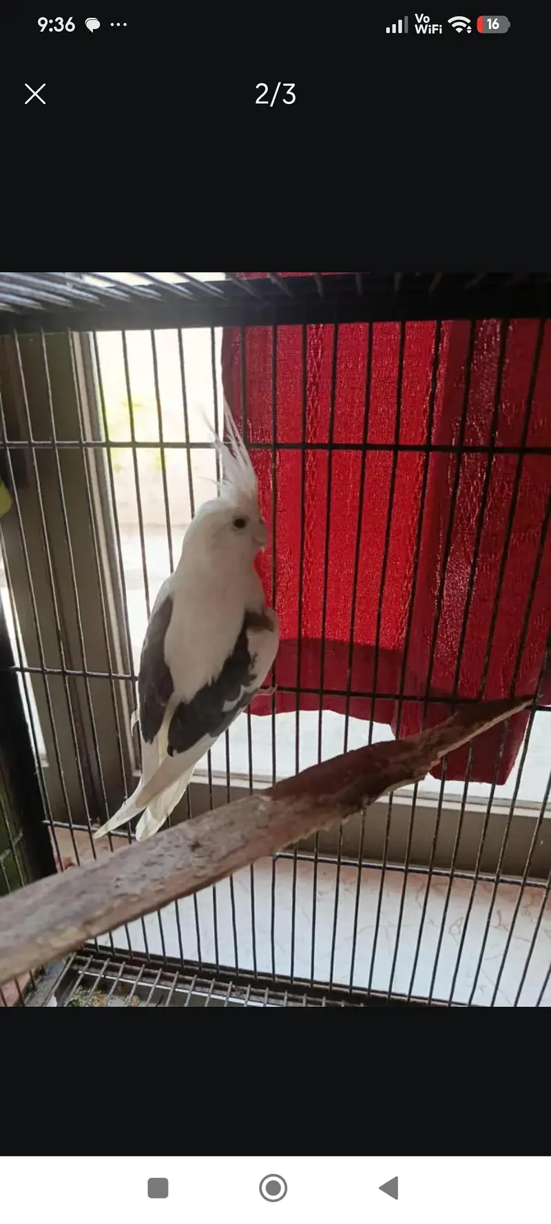 breading pair — photo 2
