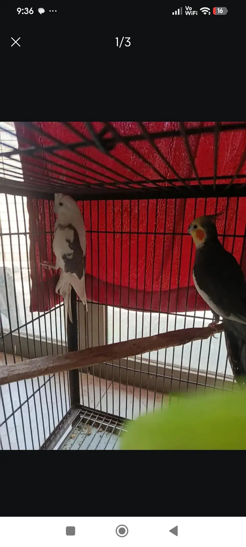 breading pair — photo 3