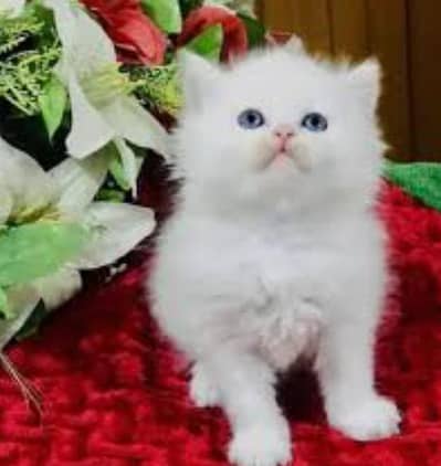 Persian cat for sale my WhatsApp number,03457084434