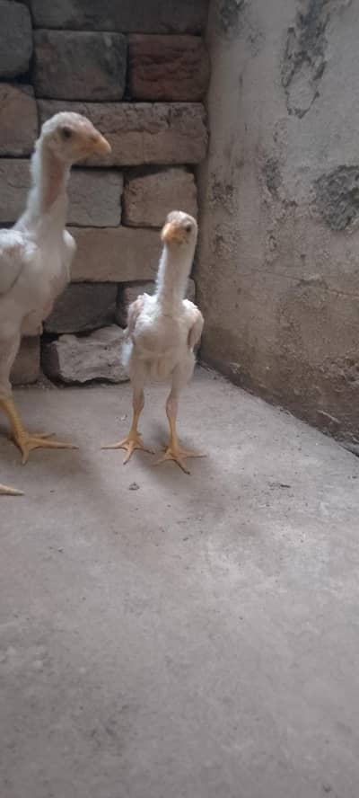 Waite Shamo Chicks 0304-4745459