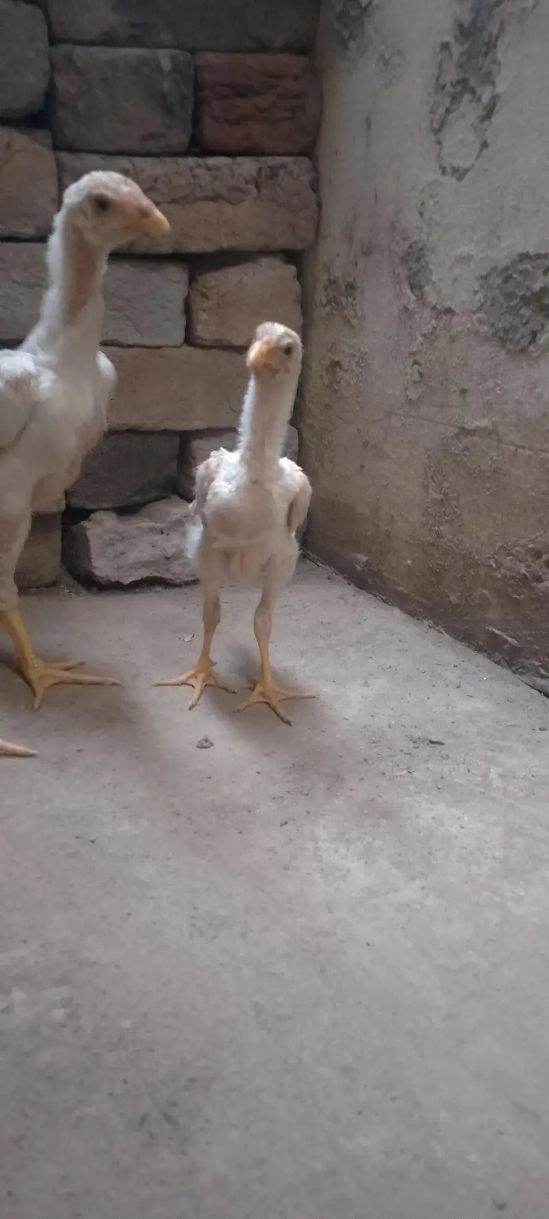 Waite Shamo Chicks 0304-4745459