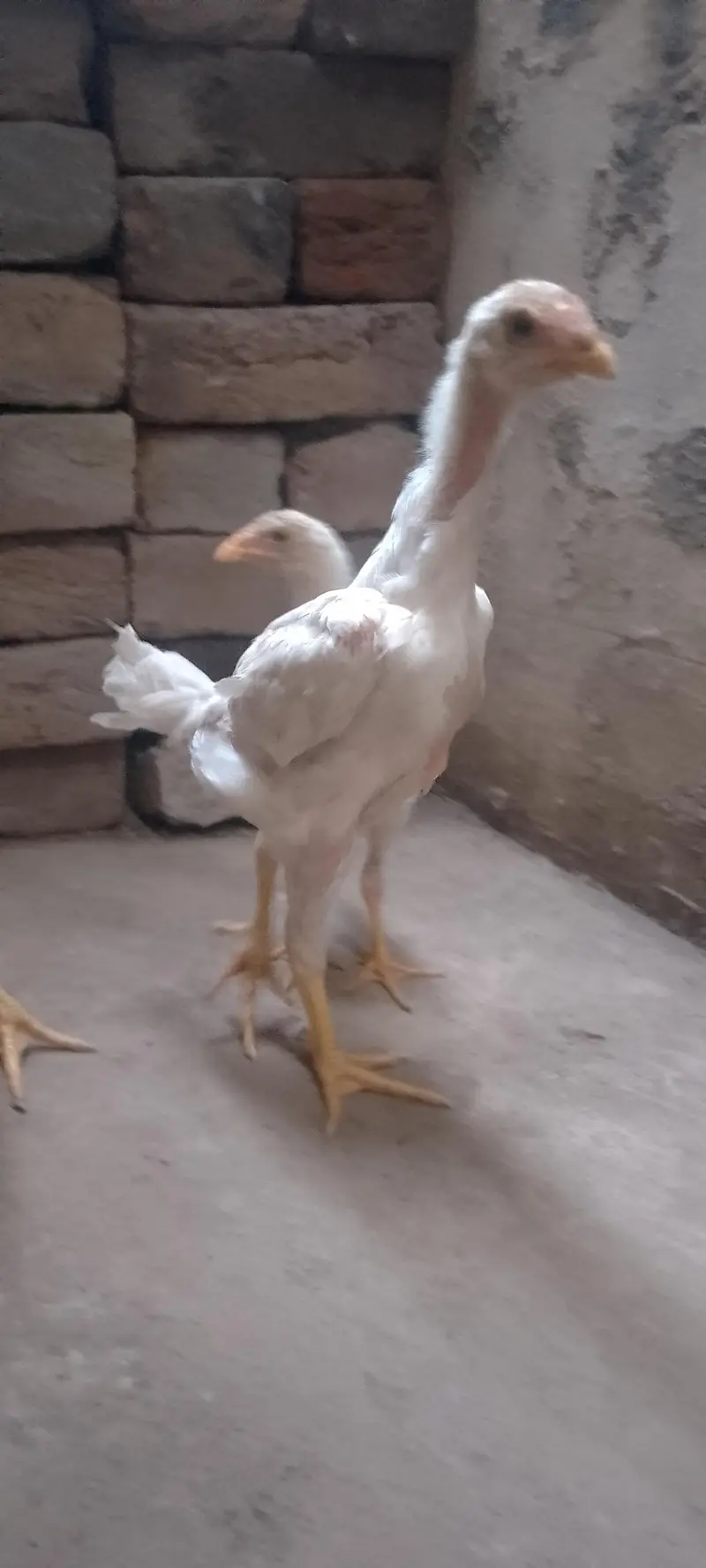 Waite Shamo Chicks 0304-4745459 — photo 2