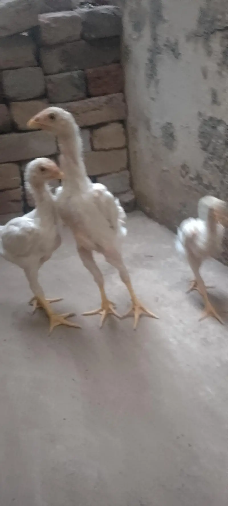 Waite Shamo Chicks 0304-4745459 — photo 3