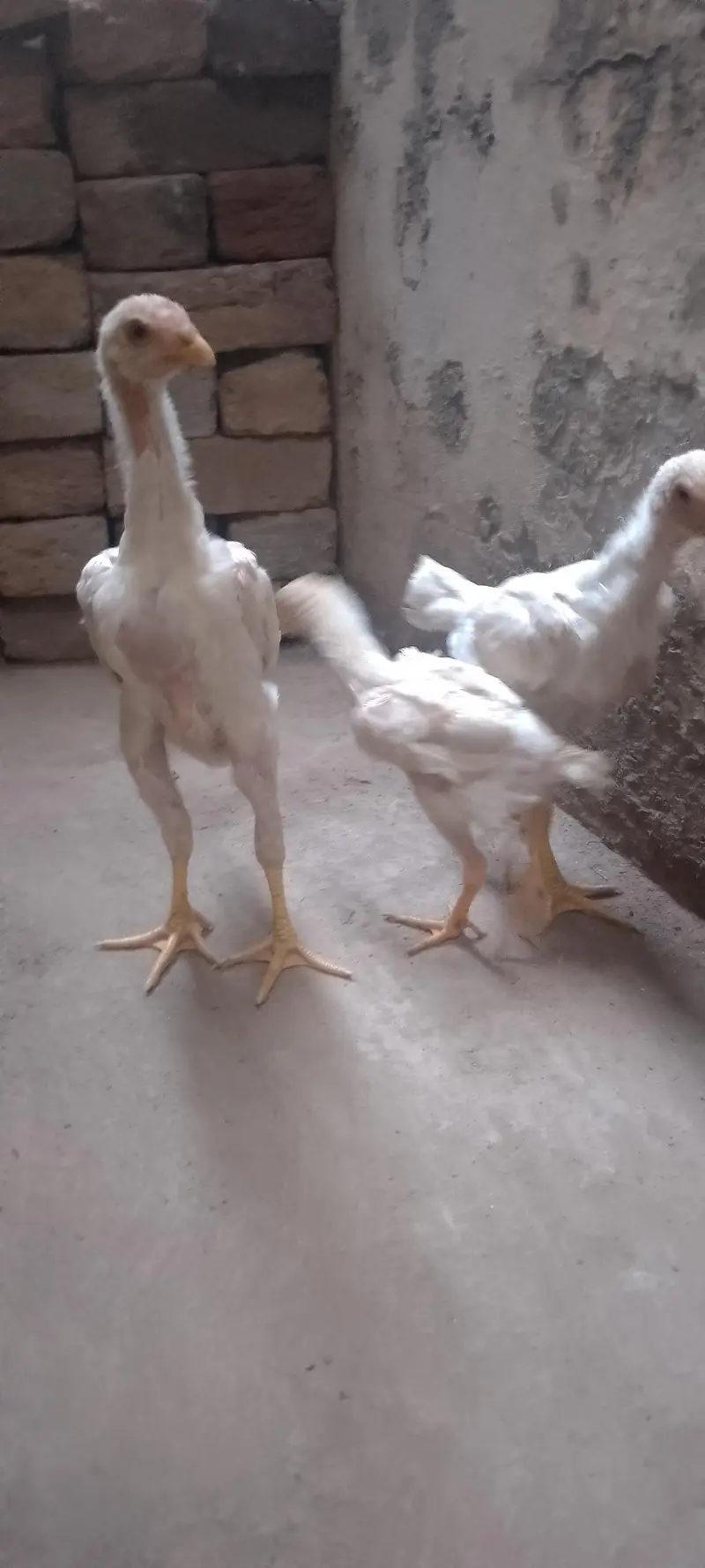 Waite Shamo Chicks 0304-4745459 — photo 4