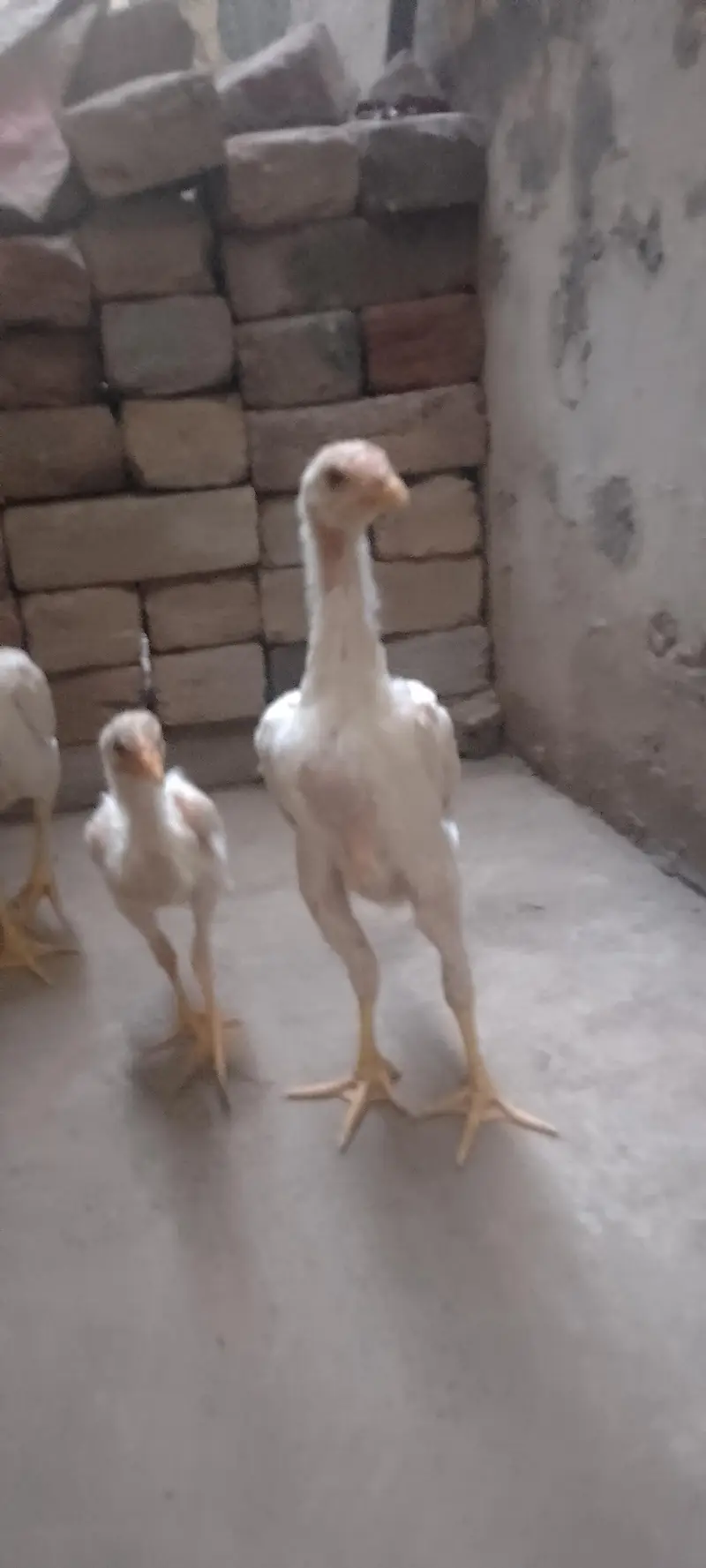 Waite Shamo Chicks 0304-4745459 — photo 5