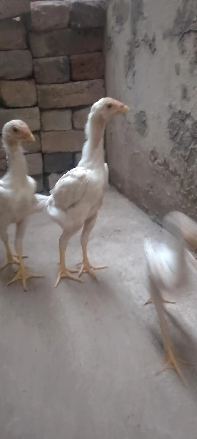 Waite Shamo Chicks 0304-4745459 — photo 6