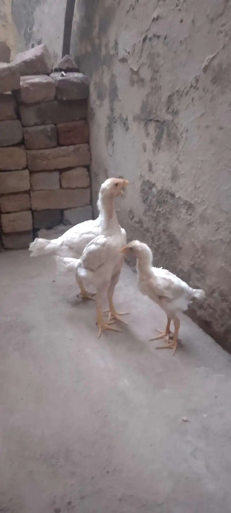 Waite Shamo Chicks 0304-4745459 — photo 7