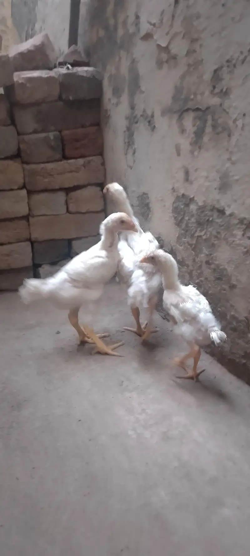 Waite Shamo Chicks 0304-4745459 — photo 8