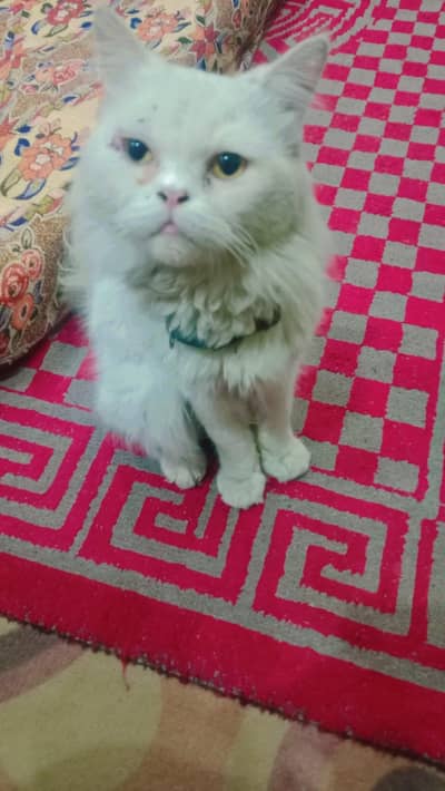 kitti