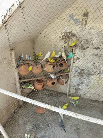 Austrailain parrots