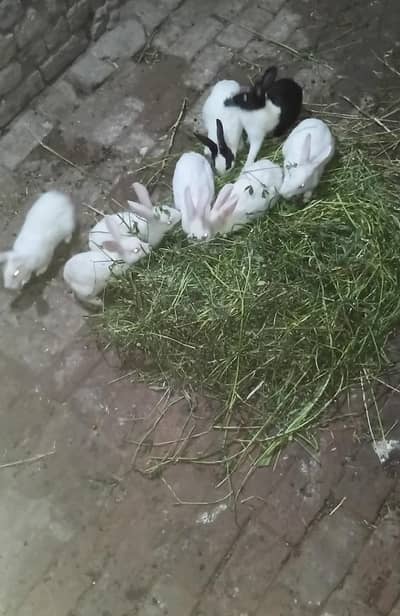 White newzeland rabit male and female baby and small