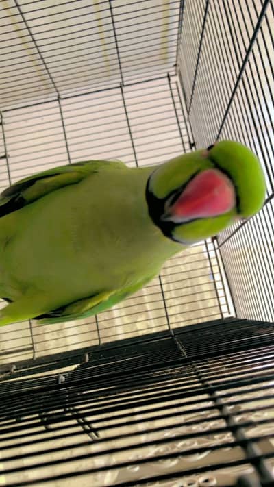 Male Ringneck