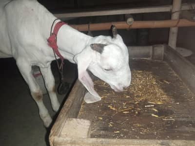 bakra breader quality