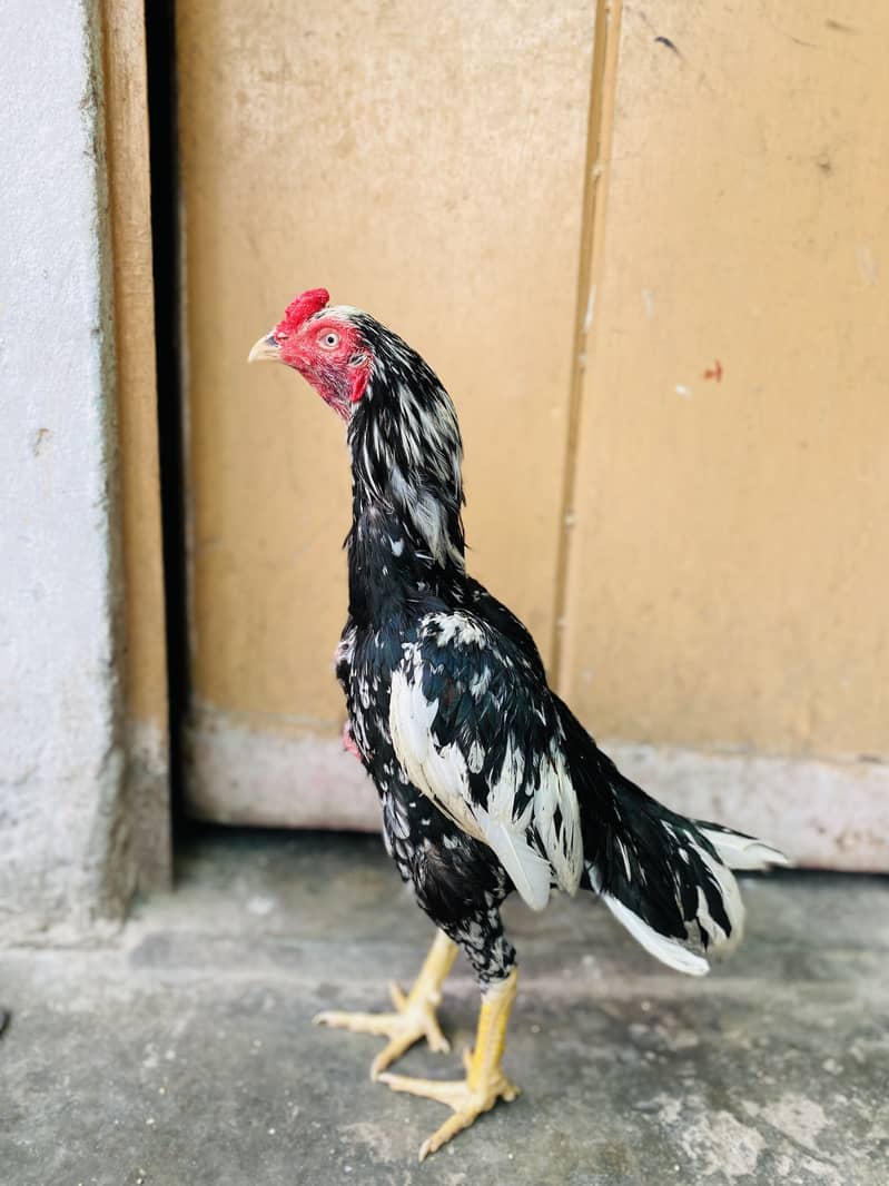 Chena patha for Sal 0