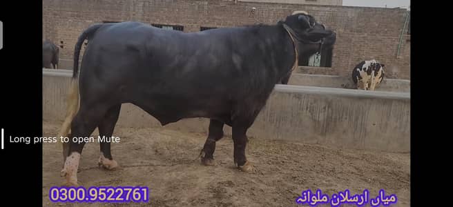 VERY BEAUTIFUL  pure neli da