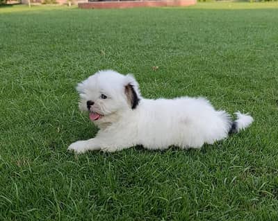 Shih Tzu Miniature Size Male Puppy For Sale