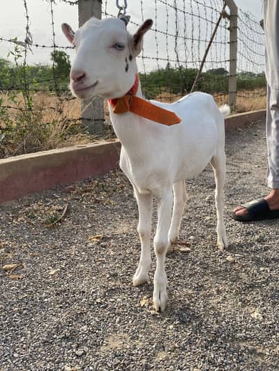 Gulabi abluck. teddy pointed female