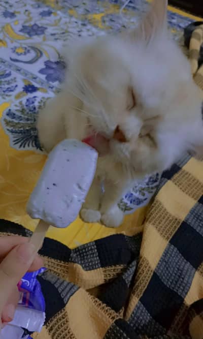 8 months old male cat for sale